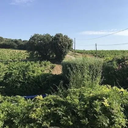 Tek Büyük Yataklı Oda, Havuz Manzaralı (Mont Serein)