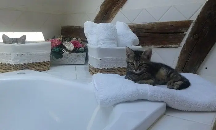 Comfort Tek Büyük Yataklı Oda, 1 Çift Kişilik Yatak, Sigara İçilmez, Bahçe Manzaralı