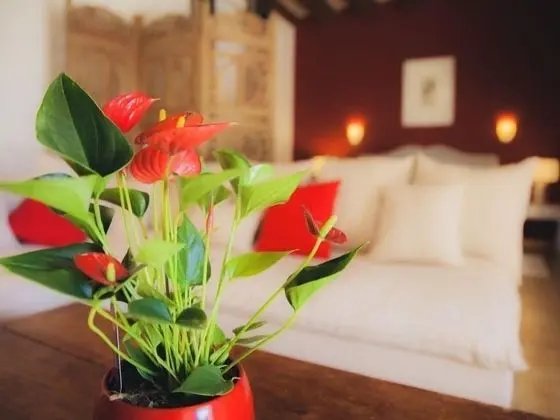 Tek Büyük Yataklı Oda, Banyolu/Duşlu