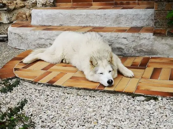 Comfort Kır Evi, Banyolu/Duşlu, Bahçe Manzaralı