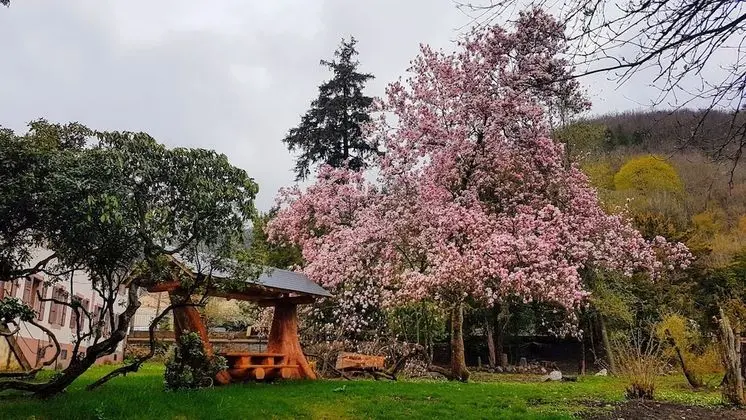 Deluxe Apart Daire, Özel Banyo (Bulle au Vert)