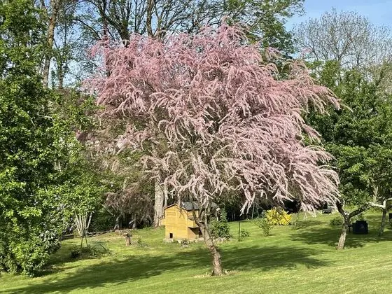 Family Üç Kişilik Oda, Tepe Manzaralı (Eglantine)