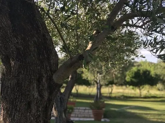 Oda, 1 Yatak Odası, Balkon