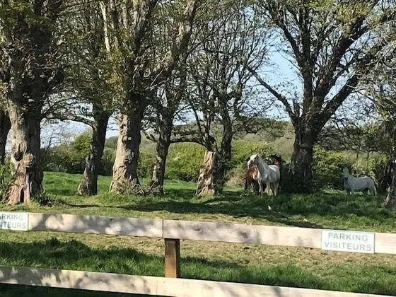 Family Kulübe