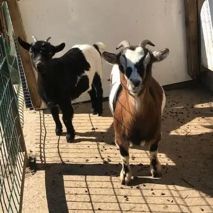 Family Kulübe