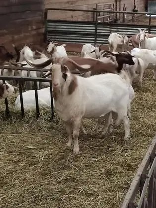 Süit, Bahçe Manzaralı (Suite rez de chaussée)