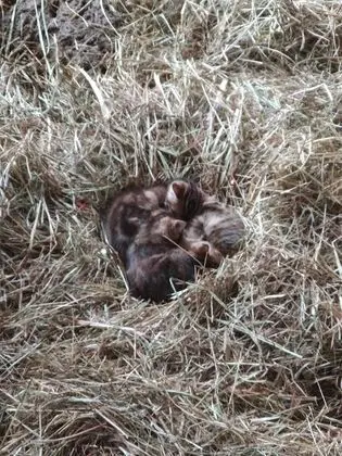 Süit, Bahçe Manzaralı (Suite rez de chaussée)