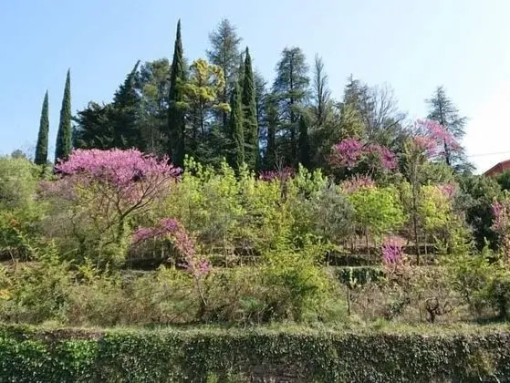 Deluxe Oda (Adeline)