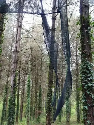 Ağaç Ev (Palombes)