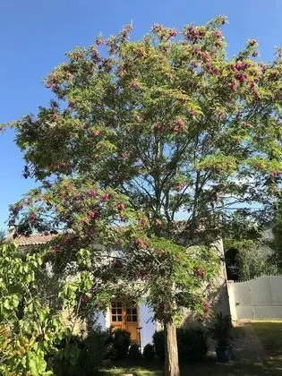 Comfort Oda, Sigara İçilmez, Bahçe Manzaralı (St Yves)