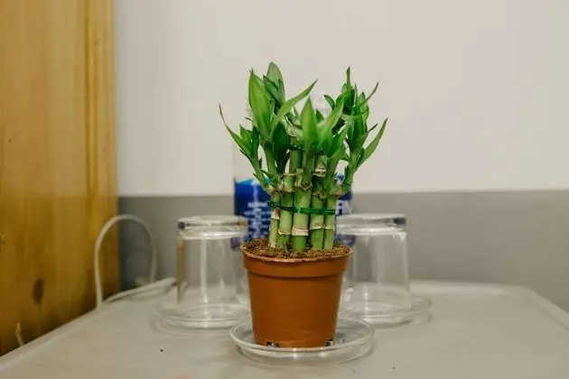 Dört Kişilik Oda, Ortak Banyo