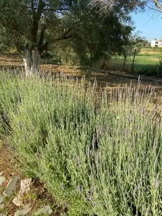 Villa, 4 Yatak Odası, Şömine