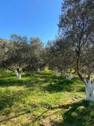 Villa, 4 Yatak Odası, Şömine