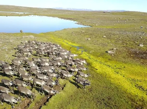 Kır Evi, 1 Yatak Odası (Dys)