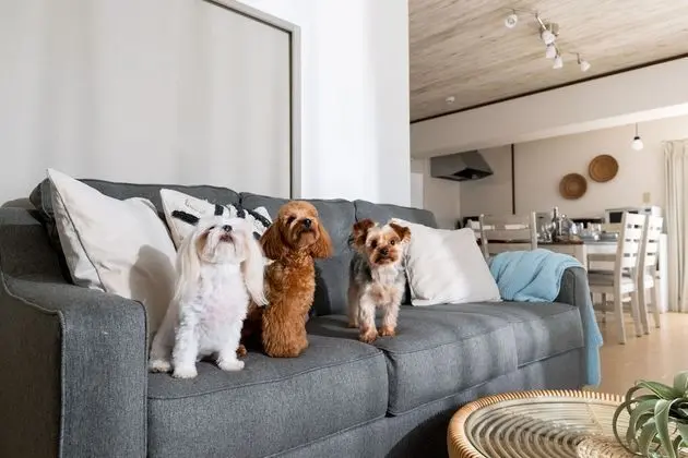 Family Apart Daire (502, Only Small Dogs Are Allowed)