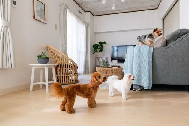 Family Apart Daire (502, Only Small Dogs Are Allowed)