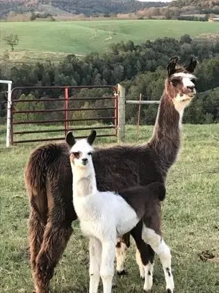 Ev (Llama House -**Self distance in peace)