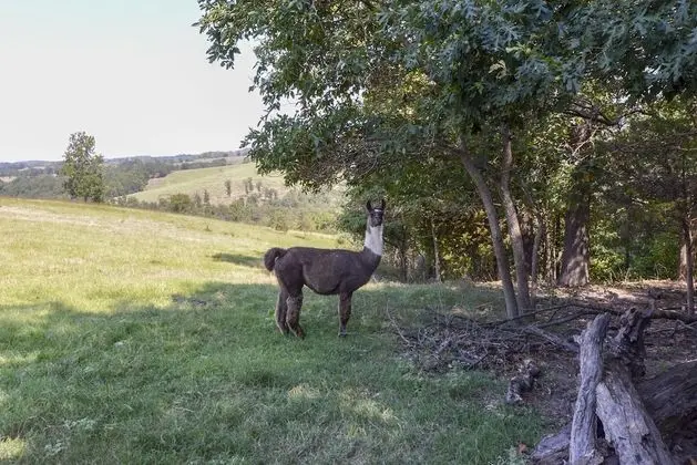Ev (Llama House -**Self distance in peace)