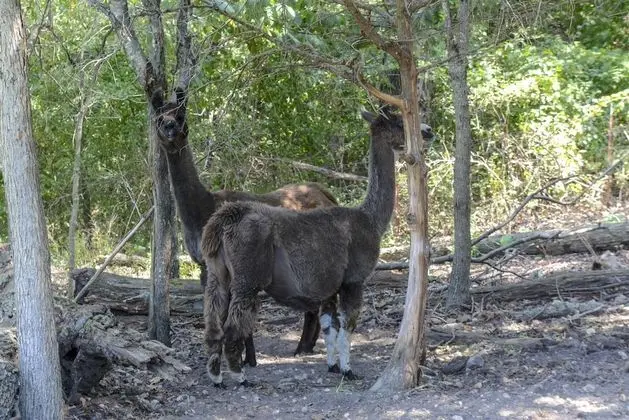 Ev (Llama House -**Self distance in peace)