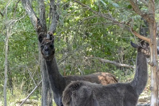 Ev (Llama House -**Self distance in peace)