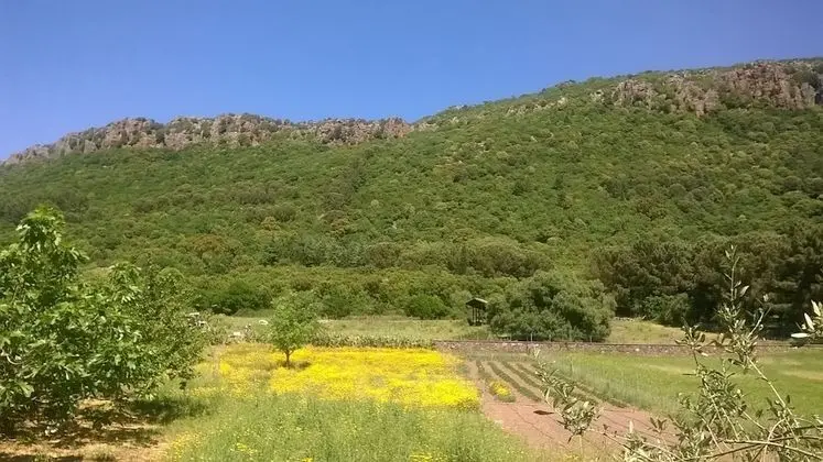 Basic Tek Büyük veya İki Ayrı Yataklı Oda, Bahçe Manzaralı