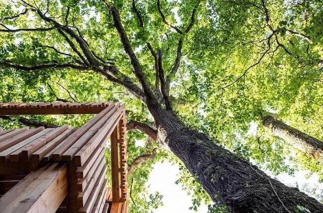 Design Süit (Charlotte Perrot Oplumes)