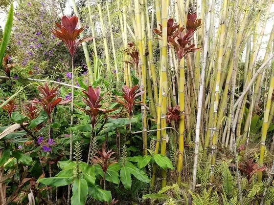 Standard Oda, 1 Büyük (Queen) Boy Yatak, Bahçe Manzaralı (Lokahi Lodge)