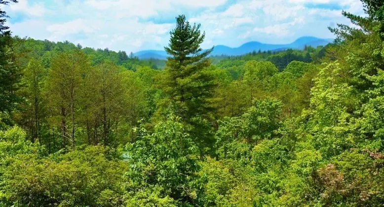 Standard Tek Büyük Yataklı Oda, Banyolu/Duşlu (Campbell Mountain Suite)