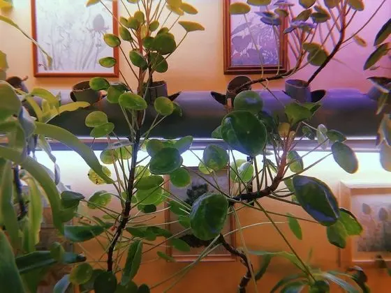 Traditional Ortak Ranzalı Oda