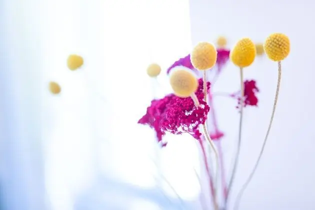 Comfort Süit, Park Manzaralı