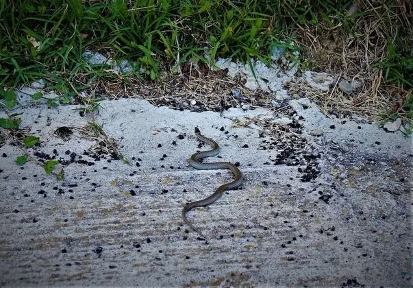 Stüdyo, 1 Büyük (Queen) Boy Yatak