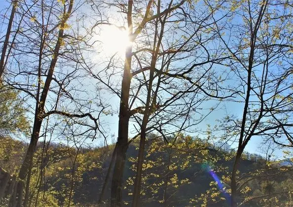 Stüdyo, 1 Büyük (Queen) Boy Yatak