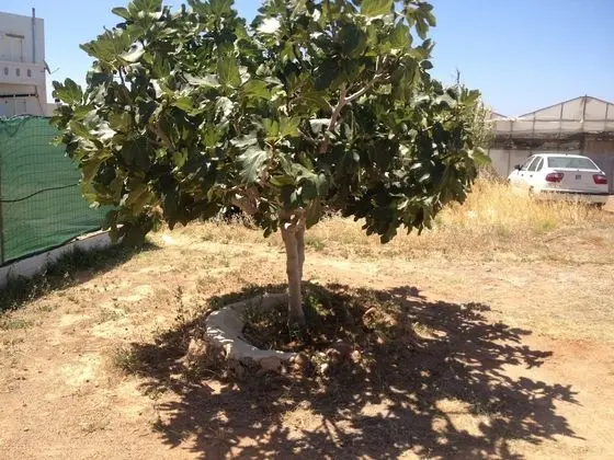 Apart Daire, 1 Yatak Odası, Balkon