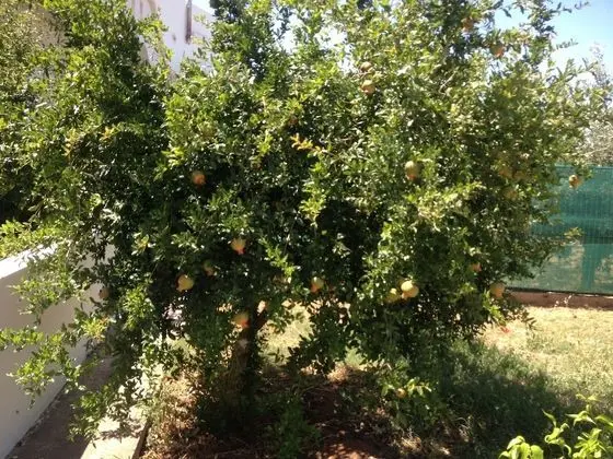 Apart Daire, 1 Yatak Odası, Balkon
