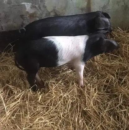 Kır Evi, Birden Çok Yatak