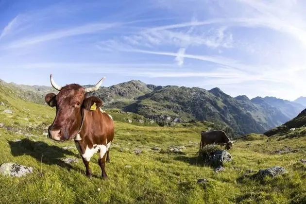 Apart Daire, Birden Çok Yatak