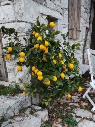 Kır Evi, 1 Büyük (Queen) Boy Yatak