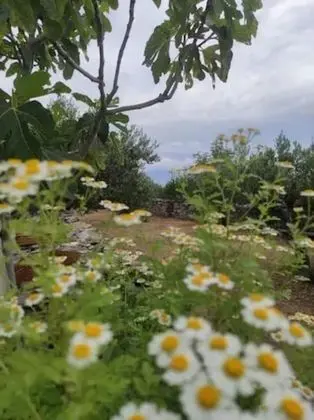 Kır Evi, 1 Büyük (Queen) Boy Yatak