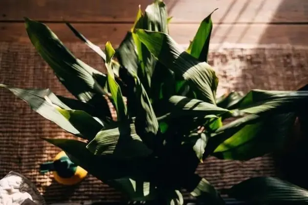 Kır Evi, 1 Büyük (Queen) Boy Yatak