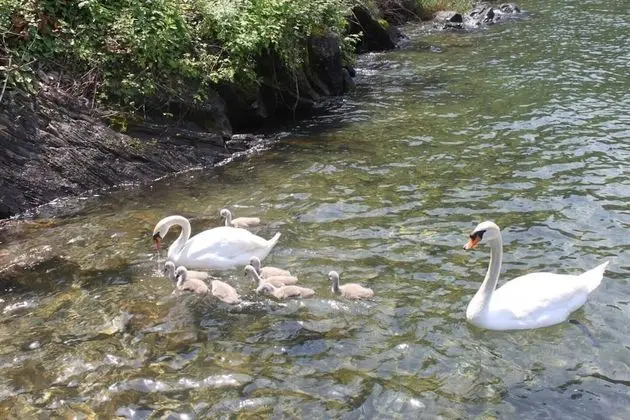 Villa, Birden Çok Yatak