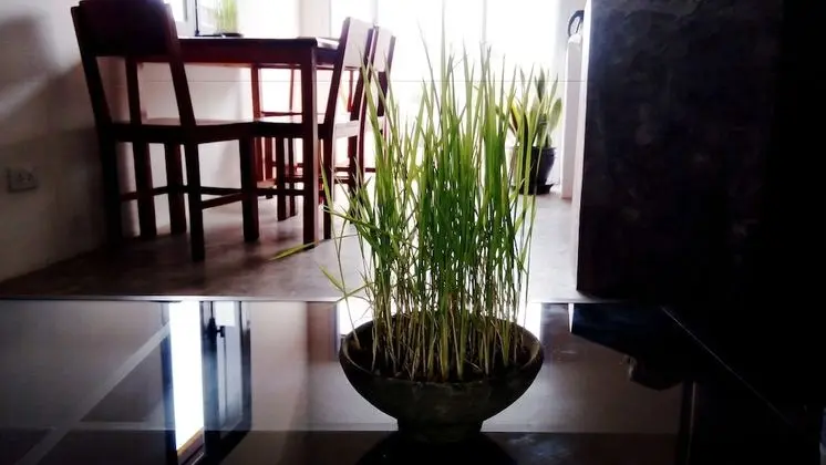 Serviced Apartment