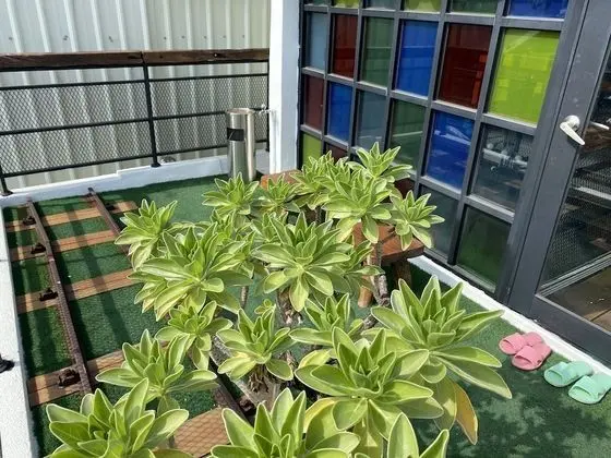 Standard Çatı Katı (Loft), Birden Çok Yatak, Sigara İçilmez