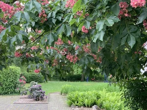 Superior Tek Büyük veya İki Ayrı Yataklı Oda, 1 Büyük (Queen) Boy Yatak, Sigara İçilmez