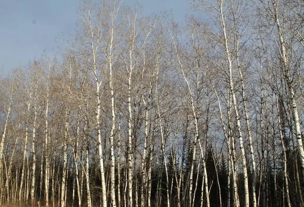 Oda, 1 Yatak Odası, Mikrodalga