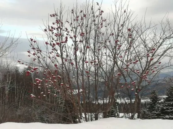 Oda, 1 Yatak Odası, Mikrodalga