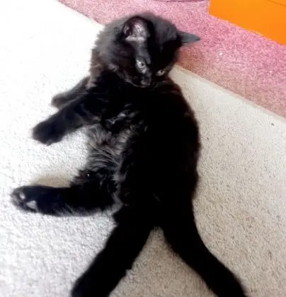 Stüdyo, 1 Büyük (Queen) Boy Yatak ve Çekyat