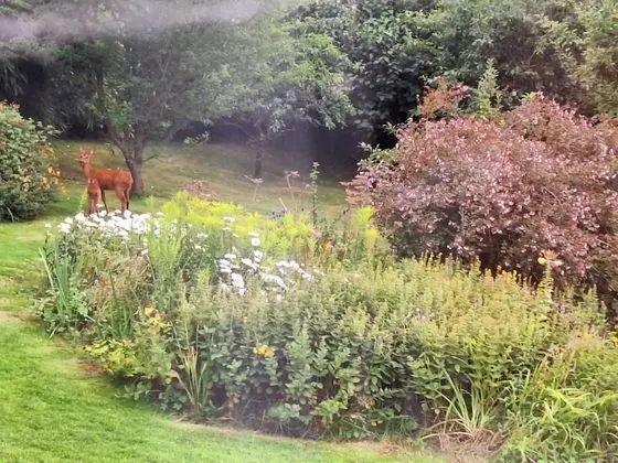 Stüdyo, 1 Büyük (Queen) Boy Yatak ve Çekyat