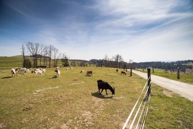 Deluxe Apart Daire (Two bedroom apartment)