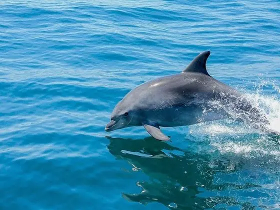 Villa, 3 Yatak Odası, Veranda