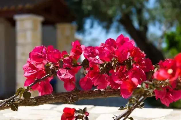 Villa, 4 Yatak Odası, Balkon